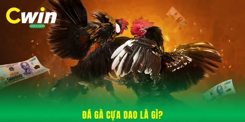 Đá gà cựa dao là gì?