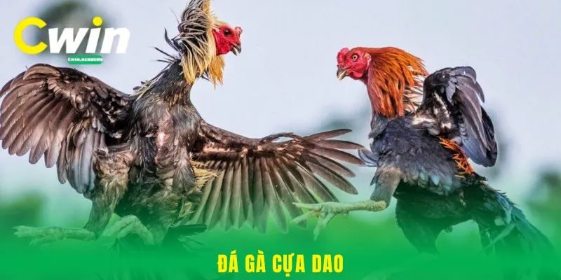 Đá gà cựa dao - Thưởng thức các màn so tài gay cấn tại Cwin