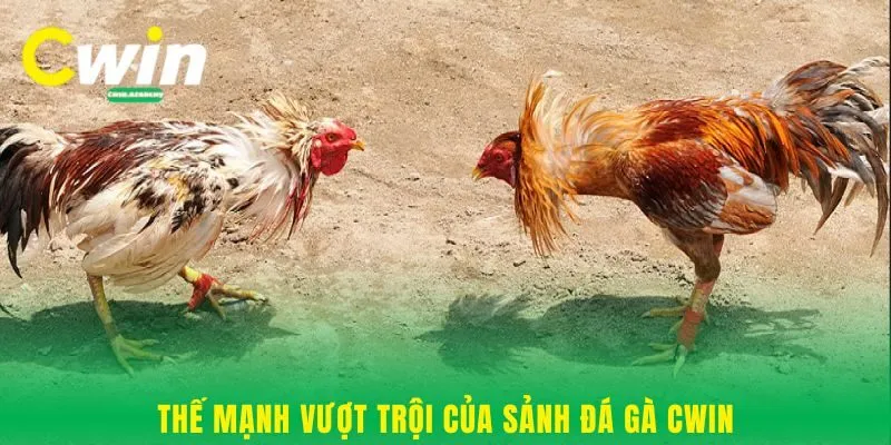 Thế mạnh vượt trội của sảnh đá gà Cwin