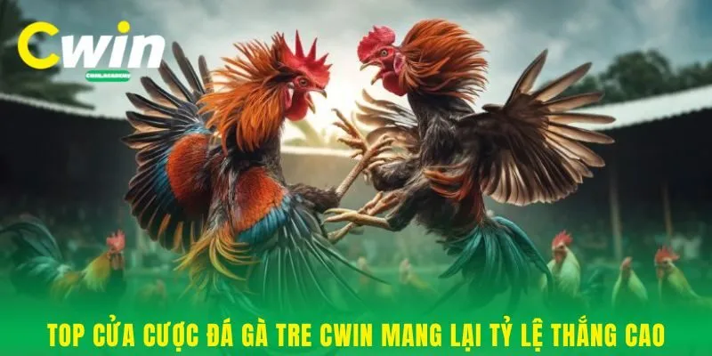 Top cửa cược đá gà tre Cwin mang lại tỷ lệ thắng cao